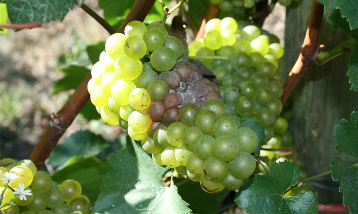  How To Treat Grey Mould In Grapes Details,  Grey Mould ,grapes, Grapes Cultivati-TeluguStop.com