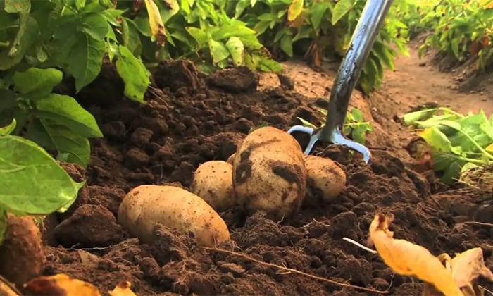 Telugu Agriculture, Techniques, Fertilizers, Leafroll, Potato, Potato Crop, Pota