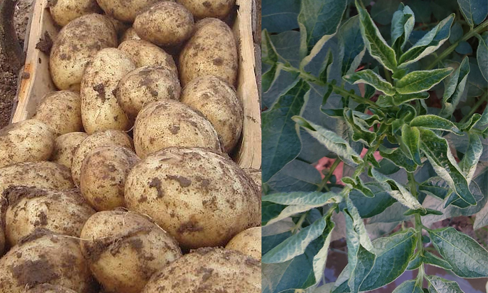  How To Treat Potato Leafroll Virus Details, Potato, Potato Crop, Potato Cultivat-TeluguStop.com