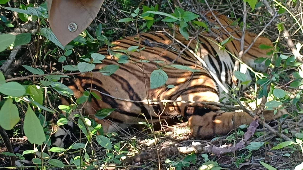  Injured Tiger Dies After Clash With Locals In Dudhwa Buffer Zone-TeluguStop.com