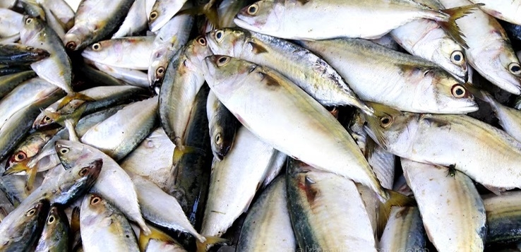  Kerala: Juvenile Fishing Of Threadfin Breams Caused Rs 178 Cr Loss-TeluguStop.com