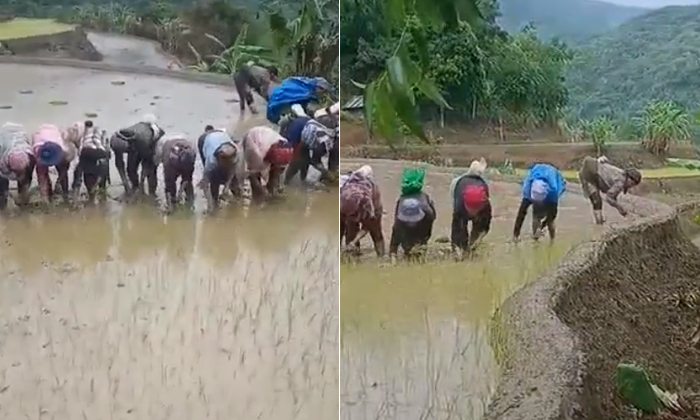  Nagaland Minister Temjen Imna Along Shares Women Planting Paddy Saplings Video V-TeluguStop.com