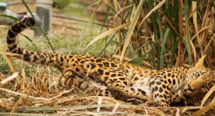  One-yr-old Leopard Found Dead In Mysterious Circumstances-TeluguStop.com