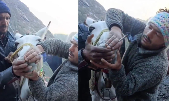  People Are Making A Horse Smoke Weed Forcefully At The Trek Of Kedarnath Temple-TeluguStop.com