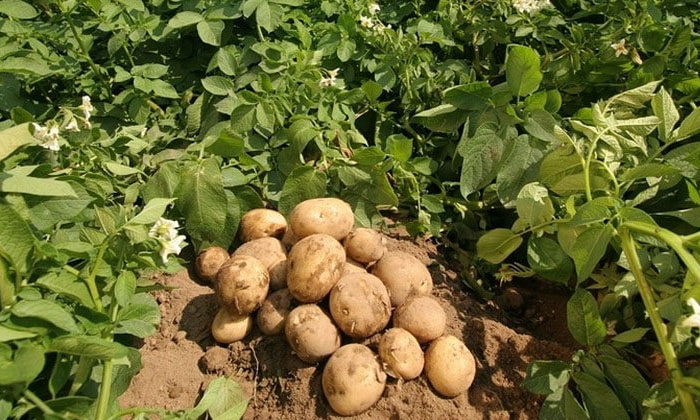 Telugu Agriculture, Farmers, Latest Telugu, Organic Method, Potato, Potato Crop,