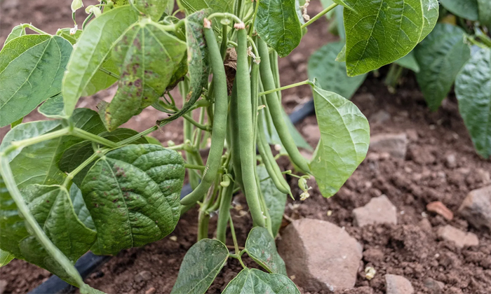  Precautions For Dry Root Rot In Beans Details, Precautions ,dry Root Rot ,beans-TeluguStop.com