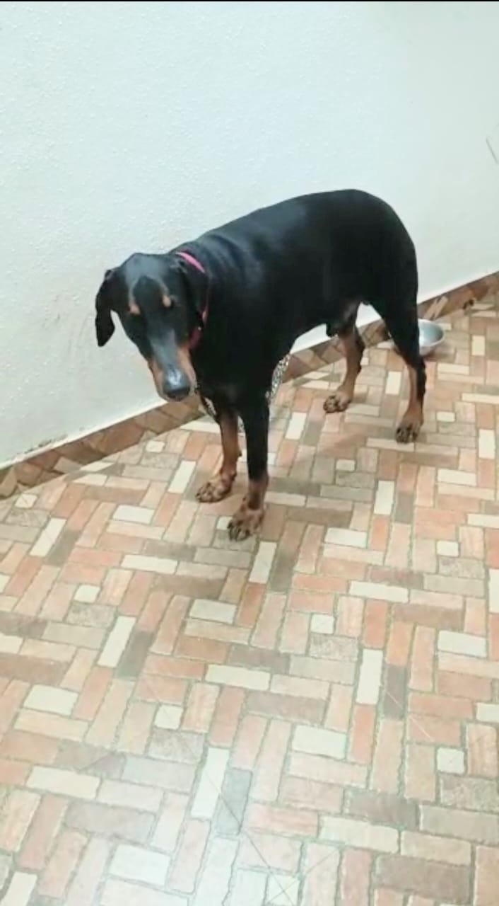  Pune Pet Dog Undergoes Laparoscopic Gall-bladder Removal Surgery-TeluguStop.com