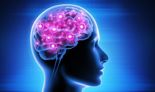  Shape Of Brain Influences Thinking: Study-TeluguStop.com