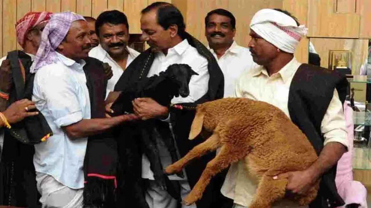  Telangana : Kcr Govt To Start Sheep Distribution From June 9-TeluguStop.com