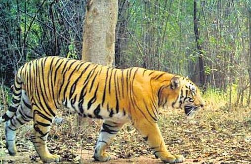  A Tiger Is On The Loose In Amrabad, Nagar Kurnool District-TeluguStop.com