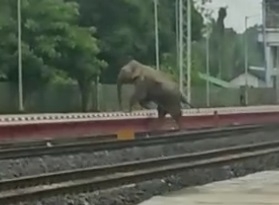  Tn Forest Dept To Tranquilise, Capture Injured Wild Elephant-TeluguStop.com