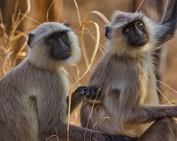  Trial Run To Relocate Gray Langur Pair In Tvm Zoo Fails As Female Escapes-TeluguStop.com