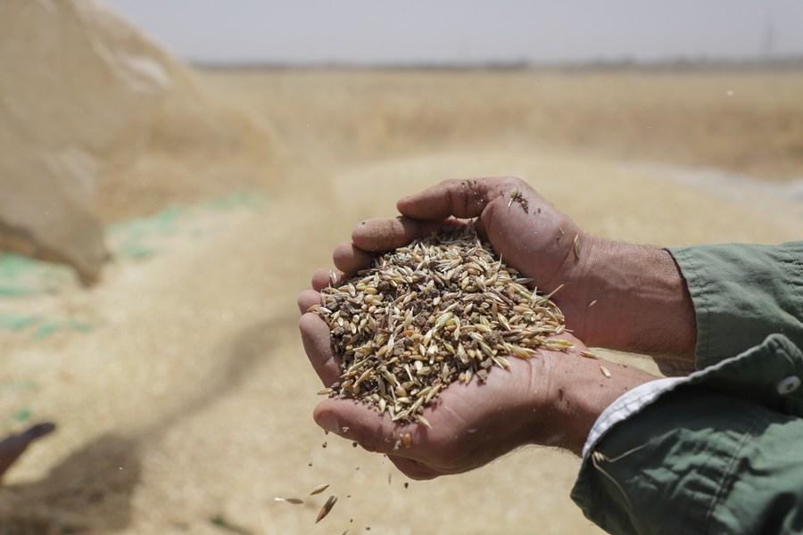  Unprecedented Heat And Drought Threaten World's Wheat Supply: Study-TeluguStop.com