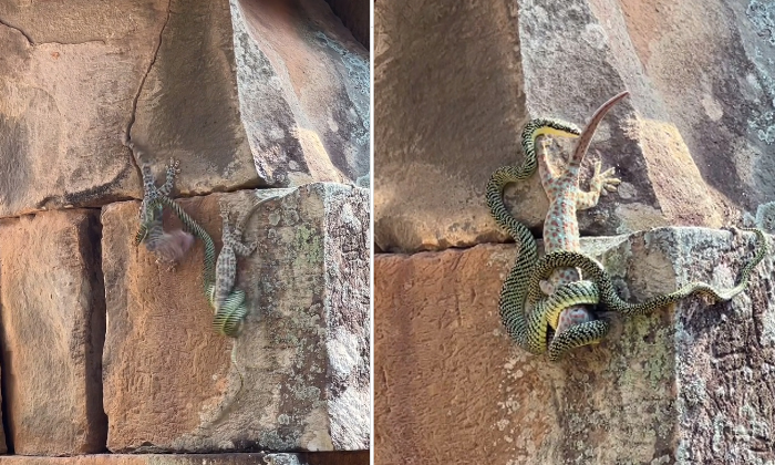  Viral Video Lizard Saves Another Lizard From Snake Example Of True Friendship De-TeluguStop.com