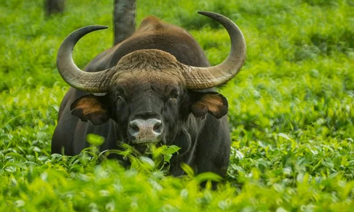 Telugu Bison, Brave, Karnataka, Latest, Udipi, Udipi Bison, Wild Animals, Wild B