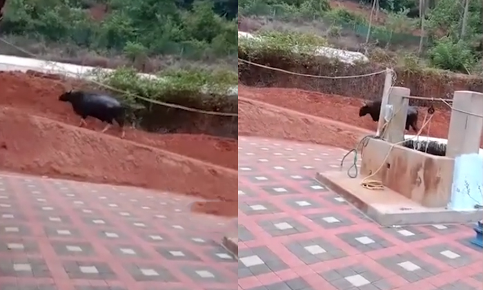  Woman In Udupi Offers Water Food To Bison Spotted Her Home Details, Wild Buffalo-TeluguStop.com