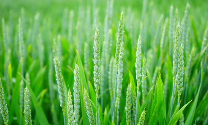 Telugu Tips, Latest, Wheat, Wheat Benefits-Telugu Health