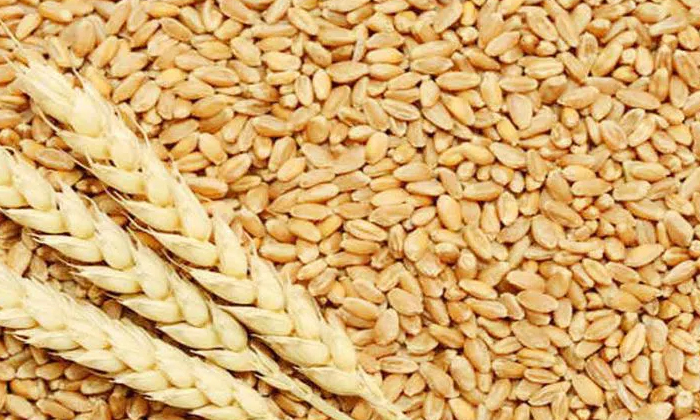 Telugu Tips, Latest, Wheat, Wheat Benefits-Telugu Health