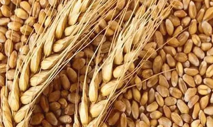  Wonderful Health Benefits Of Taking Wheat In This Way-TeluguStop.com