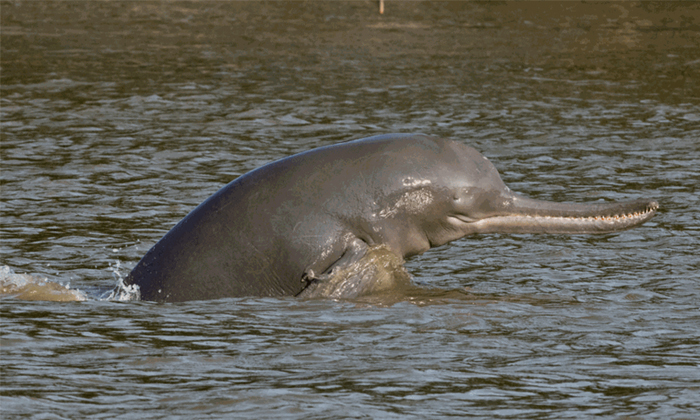  4 Fishermen Eat Dolphin After Accidentally Catching It From Yamuna River Details-TeluguStop.com