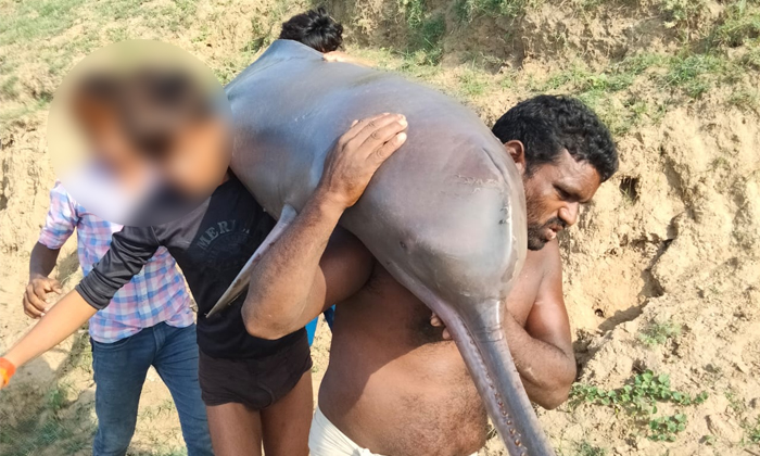 Telugu Animal, Dolphin, Eat Dolphin, Fishermen, Forestranger, Naseerpur, Uttar P