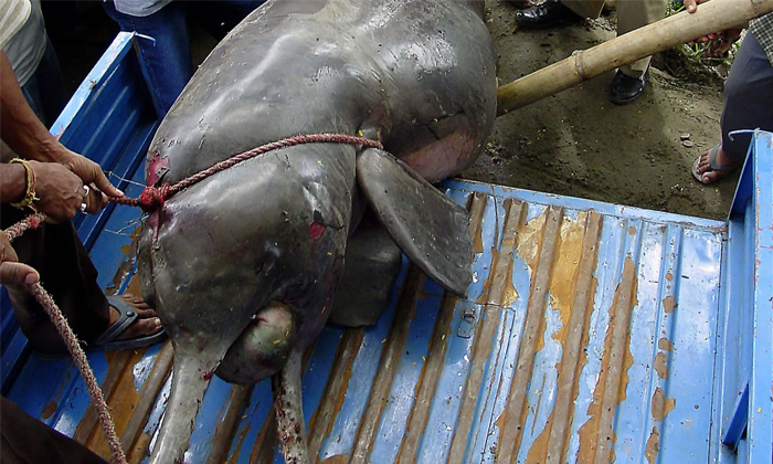 Telugu Animal, Dolphin, Eat Dolphin, Fishermen, Forestranger, Naseerpur, Uttar P