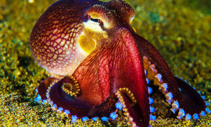  A Common Similarity Between Humans And Octopuses  If You Know That , Common Simi-TeluguStop.com