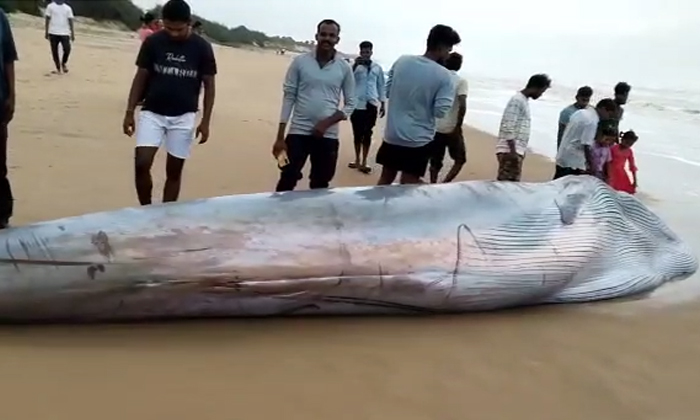  A Rare Blue Whale At Paatha Meghavaram Ashore, Rare Blue Whale , Paatha Meghavar-TeluguStop.com