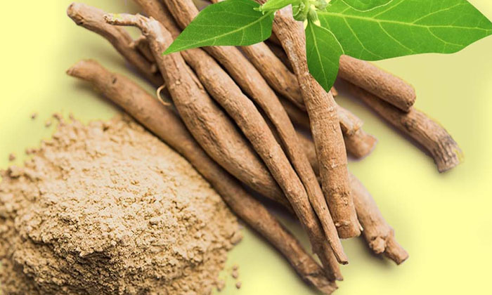 Telugu Ashwagandhama, Ayurvedic, Ayurvedic Herb, Headache, Problems, Tips-Telugu