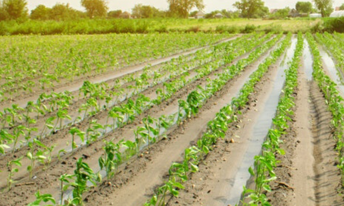 Telugu Agriculture, Basin, Modern Methods, Furrow, Methods, Latest Telugu-Latest