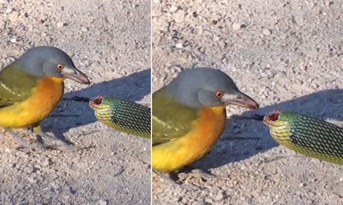  Viral Video: The Little Bird That Got The Eyes Of A Snake Together.. Finally Bir-TeluguStop.com