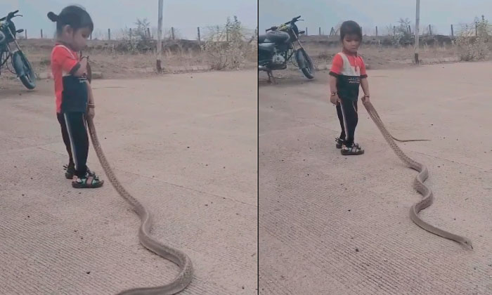  A Boy Who Was Dragged By The Tail Of A Snake.. Netizens Are Surprised, Boy, Play-TeluguStop.com