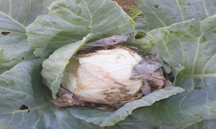 Plant Protection Methods To Prevent Bacterial Rot In Cabbage..!, Cabbage, Bacter Plant Protection Methods To Prevent Bacterial Rot In Cabbage..!, Cabbage, Bacter-TeluguStop.com