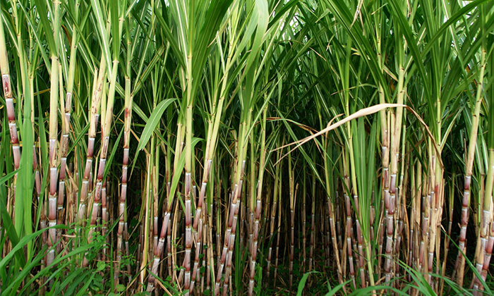 Telugu Agriculture, Fertilizers, Moisture, Sugarcane, Sugarcane Crop-Latest News Telugu Agriculture, Fertilizers, Moisture, Sugarcane, Sugarcane Crop-Latest News