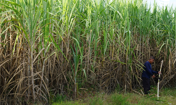 Telugu Agriculture, Fertilizers, Moisture, Sugarcane, Sugarcane Crop-Latest News Telugu Agriculture, Fertilizers, Moisture, Sugarcane, Sugarcane Crop-Latest News