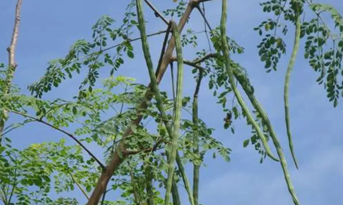  Cultivation Method Of Drumstick Crop Tips For High Yield , High Yield, Cattle-TeluguStop.com