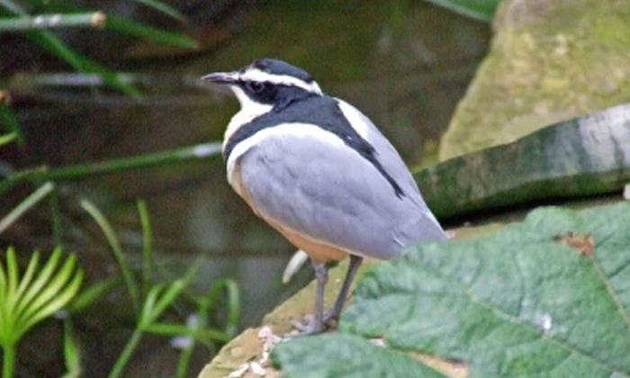  Did You Know What Is The Only Animal That Can Go Into A Crocodile's Mouth And Co-TeluguStop.com