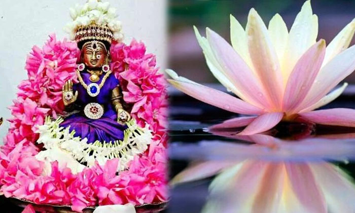 Telugu Bakthi, Bhakti, Devotional, Goddess Lakshmi, Lily Flower-Latest News - Te