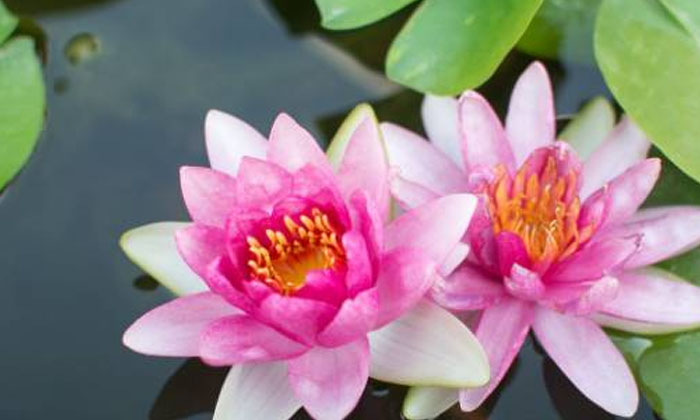  Do You Know Why Lily Flower Is Used In Puja , Goddess Saraswati , Goddess Lakshm-TeluguStop.com