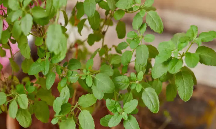  Does Tulsi Plant Wither Many Times But These Dangerous Problems , Dangerous Prob-TeluguStop.com