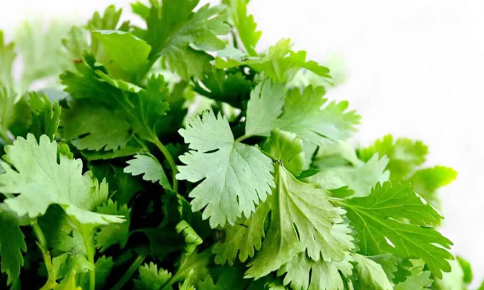 Telugu Agriculture, Coriander, Fenugreek, Latest Telugu, Lettuce, Nitrogen, Pesa Telugu Agriculture, Coriander, Fenugreek, Latest Telugu, Lettuce, Nitrogen, Pesa