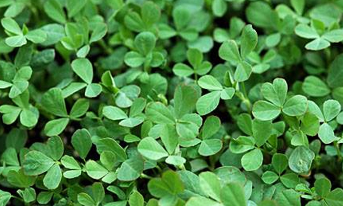 Telugu Agriculture, Coriander, Fenugreek, Latest Telugu, Lettuce, Nitrogen, Pesa Telugu Agriculture, Coriander, Fenugreek, Latest Telugu, Lettuce, Nitrogen, Pesa