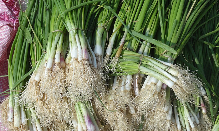 Double The Income With This Intercropping In Sugarcane , Sugarcane Crop, Sugarca Double The Income With This Intercropping In Sugarcane , Sugarcane Crop, Sugarca-TeluguStop.com