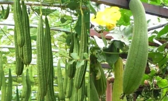  Good Seed Types For Ridge Gourd Cultivation Better Plant Protection Methods , Pr-TeluguStop.com