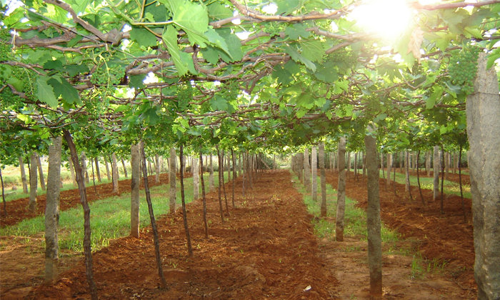 Telugu Agriculture, Grape, Grape Crop, Grape Fungus, Grapepowdery, Grapes Mildew