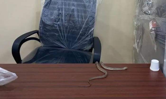  He Complained And Got Frustrated Finally He Threw The Snake On The Officer's Tab-TeluguStop.com