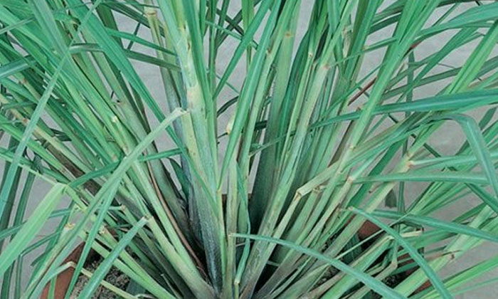 If You Grow These Plants At Home, Snakes Will Not Come, Snake Repellents, Snake If You Grow These Plants At Home, Snakes Will Not Come, Snake Repellents, Snake-TeluguStop.com