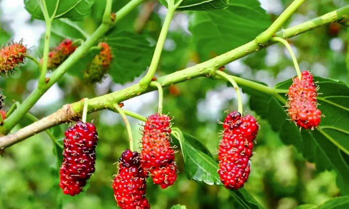Telugu Agriculture, Farmers, Fruit, Yield, Latest Telugu, Mulberry Fruits, Pest,