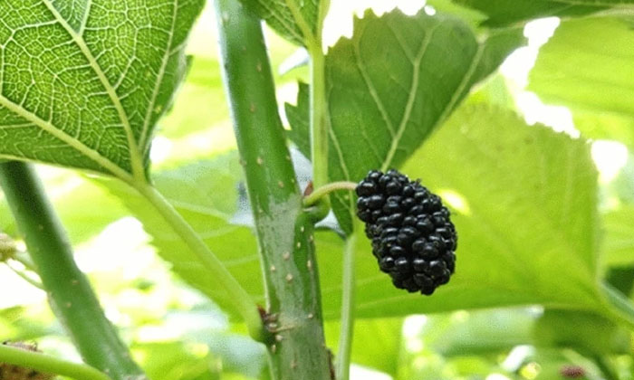  Improvements For High Yield In Mulberry Fruit Cultivation , Fruit Cultivation, H-TeluguStop.com