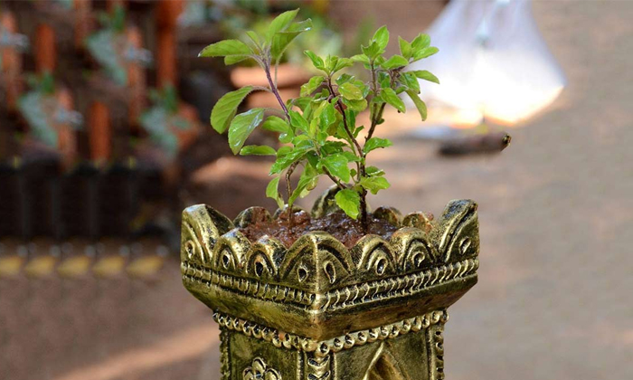  Is It Okay To Gift A Tulsi Plant To Someone Details, Tulsi Plant, Tulsi, Tulsi P-TeluguStop.com